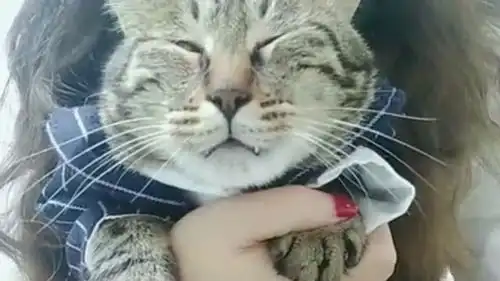  猫咪的表情太有趣了,好像一只缩小了的小老虎,养一只宠物真是欢乐多
