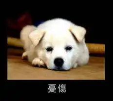  好萌啊各种宠物萌表情