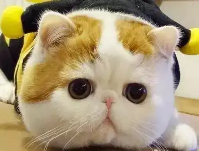  你身边的胖子,告诉ta春节这么过