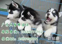  广州哪里有狗场卖纯种哈士奇雪橇犬