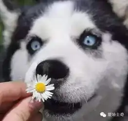  养了哈士奇,你就拥有了一个强大的表情包