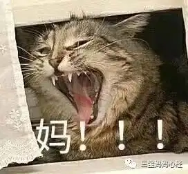 啊啊啊动物表情包不理