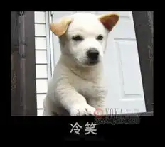 狗和猫的表情包狗狗