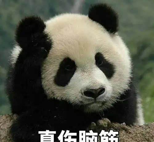  波兰一流浪猫在树上窝了6年,每天还有人送饭,问了原因不说话了