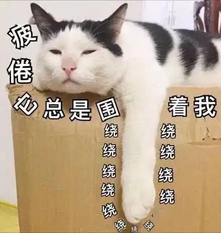  猫猫表情包大合集,一整周都不用打字啦