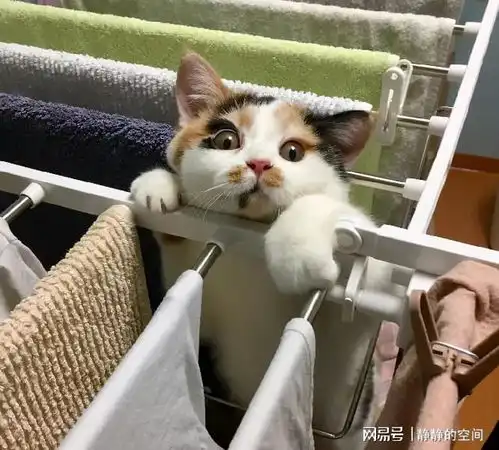  智商低下的猫,一般有这几大表现,有猫的要注意了