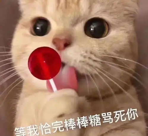  看完这只猫,我的心都化了