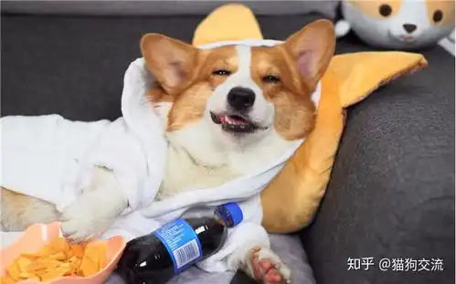  朝9晚6的上班族适合养狗吗