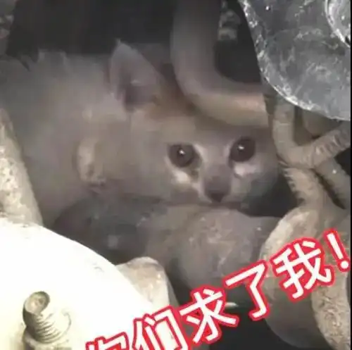 追车小猫表情包