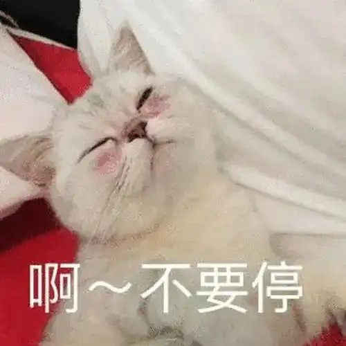  竖起大拇哥丨第964期喵表情包