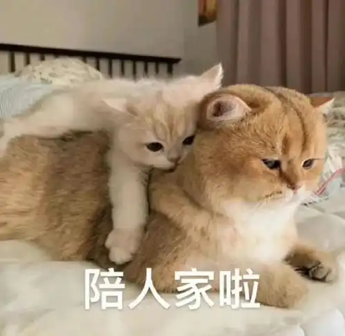  可爱表情包等到睡着也等不到狗男人的信息