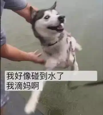 哈士奇要被扔下水那一刻,每时每刻都是二哈的表情包