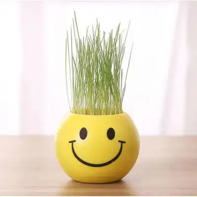  长草娃娃小盆栽小花农儿童学生迷你植物小草种子头上长草微景观