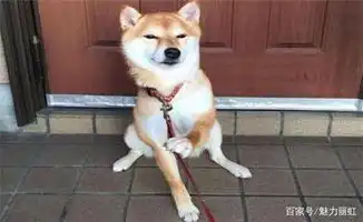  柴犬不要轻易带出门否则带出去你就不一定能带回家了