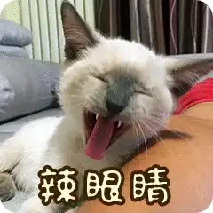  全新猫咪斗图表情包来啦