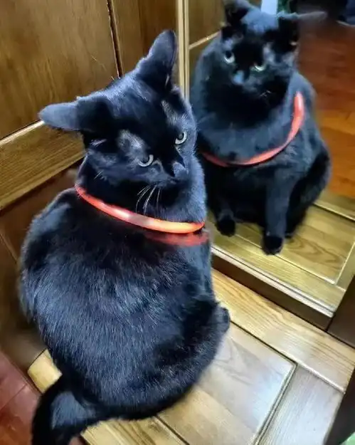  黑猫照镜子露出超诡异表情,咋滴看见阿飘了吗