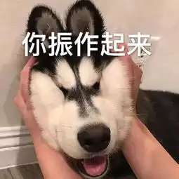 狗头表情包抖音图片