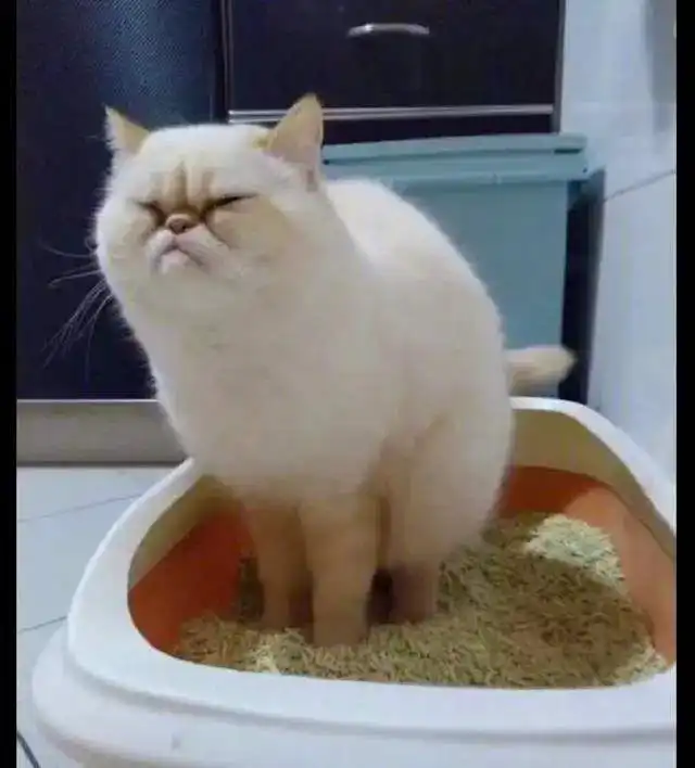 正在排便的表情包便秘
