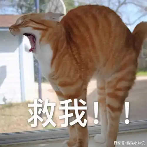  注意,猫咪向你求救的几个信号,绝不能忽视