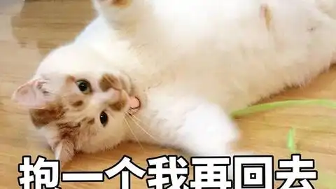 猫猫表情包高清楼楼