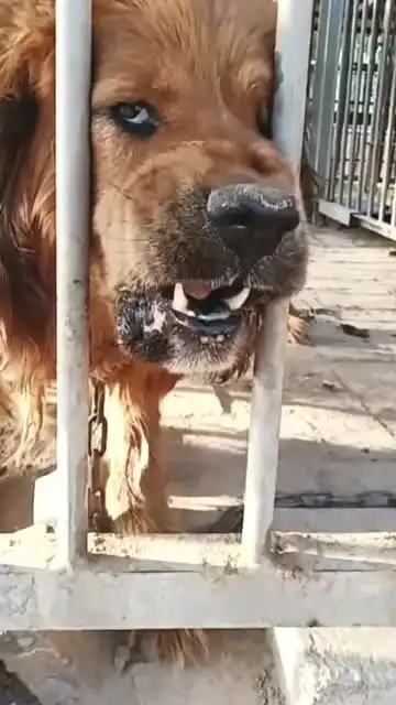  本是金毛的专属表情,在藏獒脸上截然不同,吓得我一脑门子汗