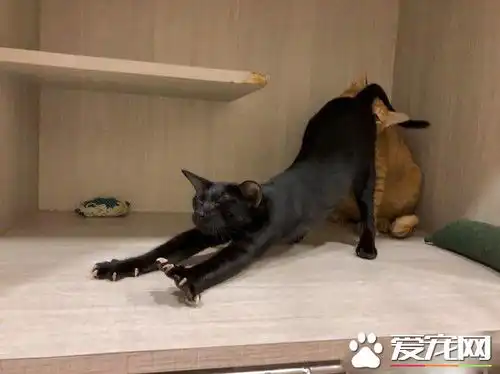  黑猫伸懒腰屁屁督到室友脸上被督过脸表情超复杂