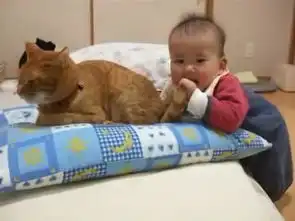  小主人见猫咪趴在沙发上,抓住它的尾巴咬了下去,然后家猫的表情
