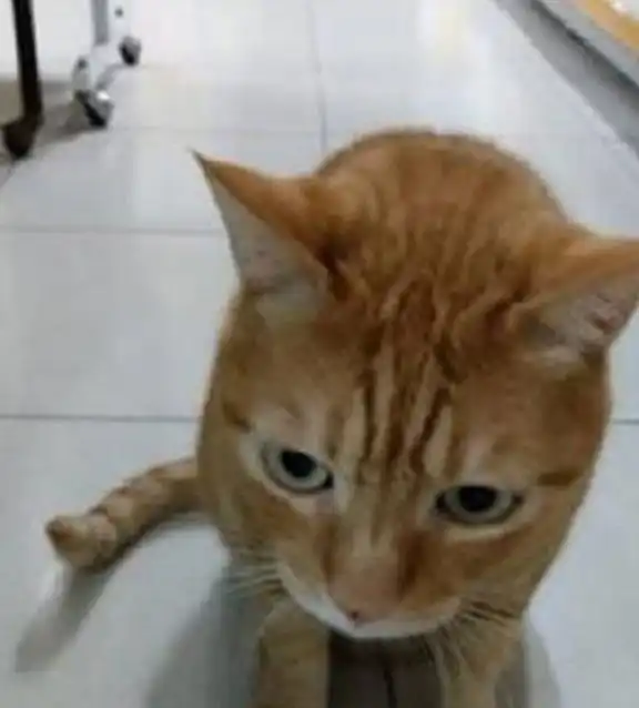  黑猫警长因罐头出手,不费吹灰之力就替主人找回了走失橘猫