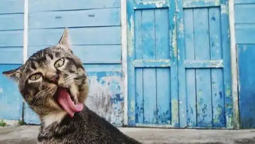  猫咪和狗狗的搞笑瞬间,每一只都是行走的表情包