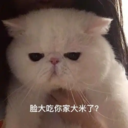 也就胖了一两斤这可不是什么小事,52的狗狗都会出现的问题