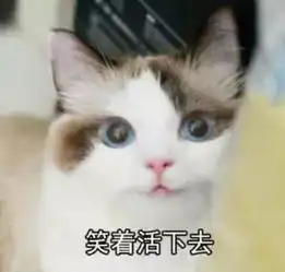 狗和猫的表情包这只