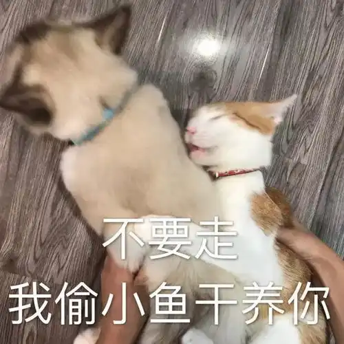  日常吸猫表情包