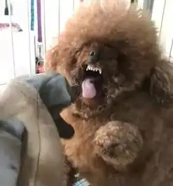  这臭脾气的狗子我是管不了了,谁爱要谁要吧