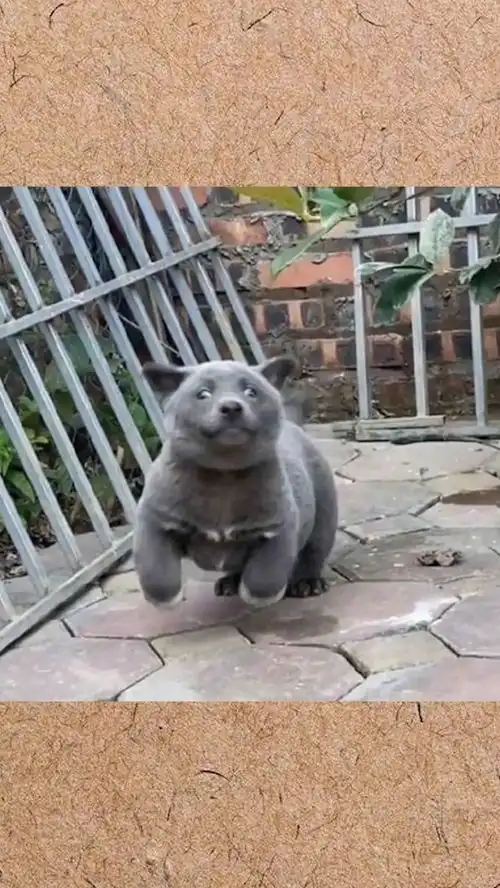  像狗又像猫还贡献了一堆表情包