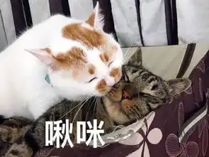  你家猫陪伴你多少年猫圈话题