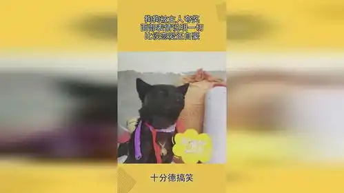  狗狗被主人夸奖,面部表情说明一切,比谈恋爱还自豪