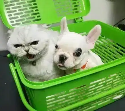  带猫跟狗一起去洗澡,结果猫一脸嫌弃的表情让人笑喷了