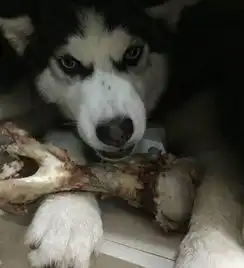 主人仗义将二哈送到朋友家防黄鼠狼打开鸭舍傻眼了