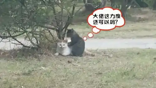  校园中出现猫咪欺凌,小黑猫无奈为橘猫捶背,网友其实是家人