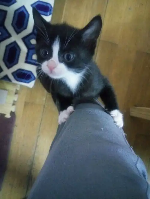  黑猫警长是什么品种的猫