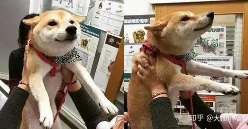 傻眼表情包狗狗耳朵