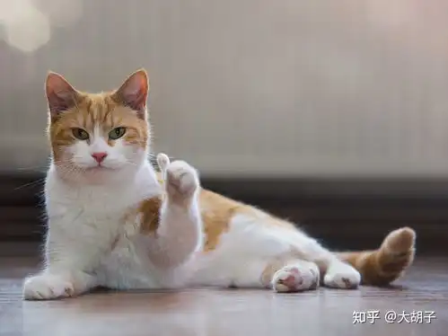 猫猫表情包高清李征明