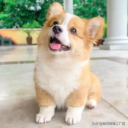  超会摆表情的疗愈系小柯基,吐舌歪头样样来各种呆萌瞬间大集合
