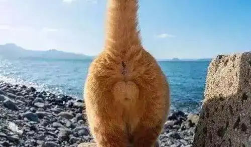 你可能搞错了你家猫咪的性别