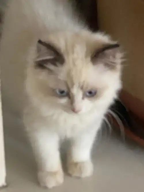  暗中观察的猫咪更新惊恐表情包