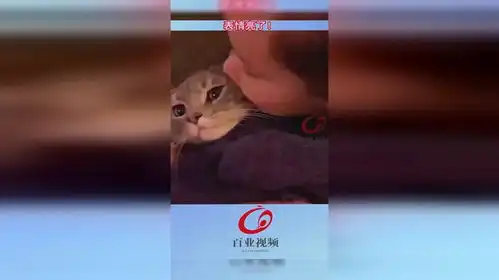  猫被小女孩亲了下后,表情亮了