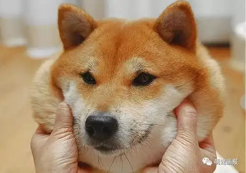  搞笑的柴犬君,带给你周末的好心情