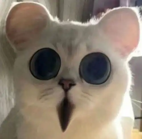 最近很火的小狗穿裙子,小猫头上带花表情包