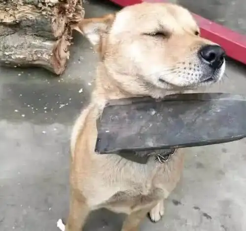  狗狗对来客狂吠不停,主人拿出把刀吓唬它,它随后的表情逗死人
