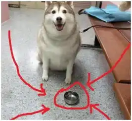 傻眼表情包狗狗托腮
